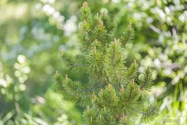 $335,000 | 4585 East 1400 Road North, Ashton, ID 83420