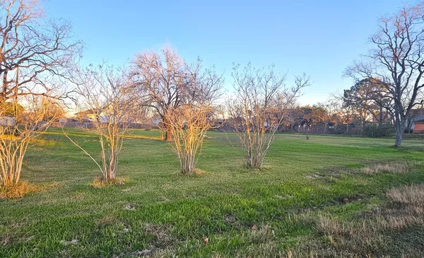a view of a tree in a yard