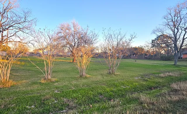 a view of a tree in a yard