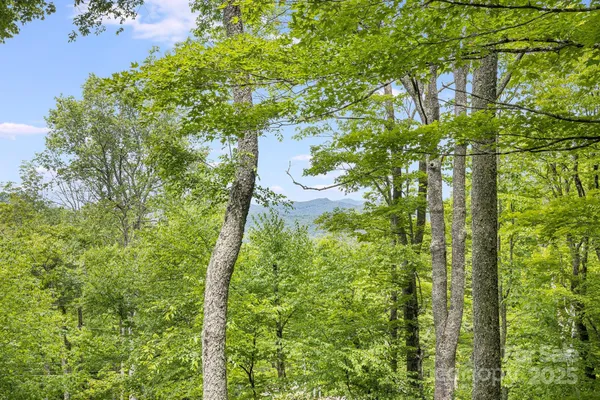a map view of a tree