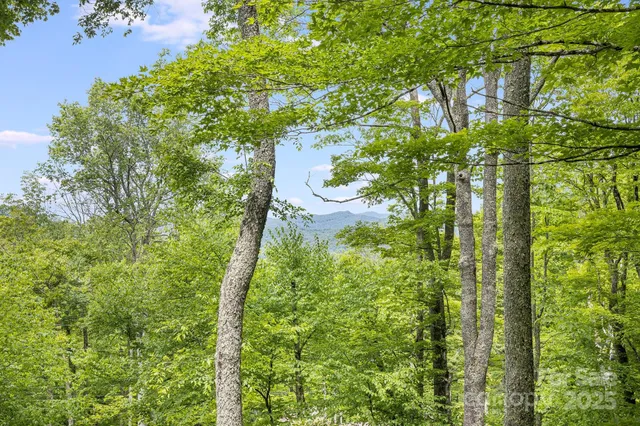 a map view of a tree