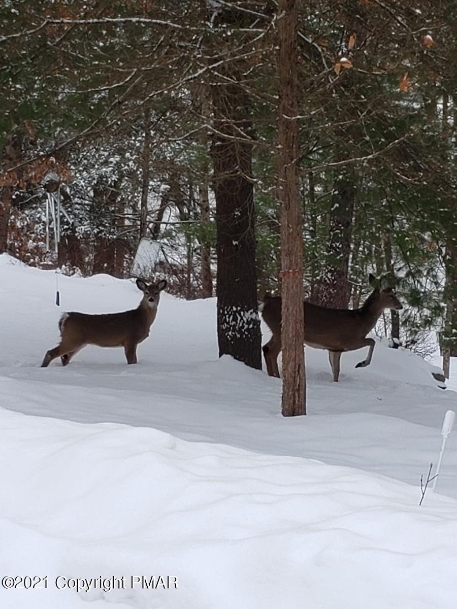 261 Kirkham Road Bushkill, PA 18324 - Photo 36 of 51 Nature