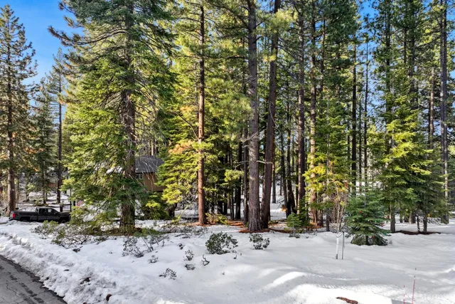 a view of a tree with a covered with trees