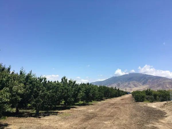 a view of a yard with mountain view