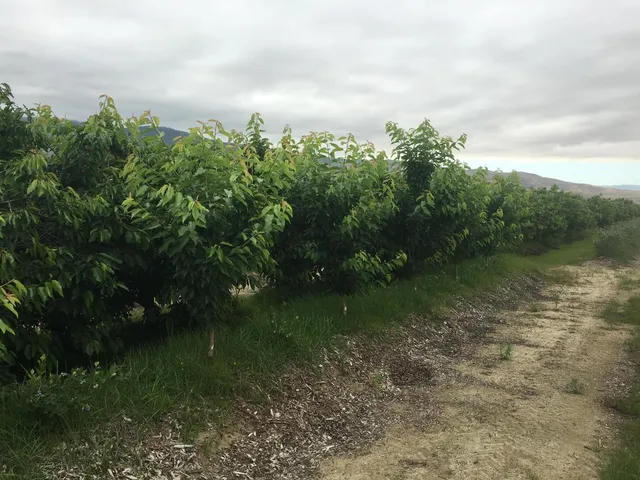 a view of a garden with a lake