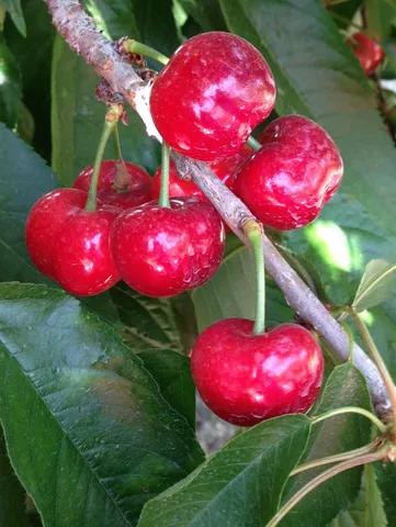 a view of a yard with front of table and chairs