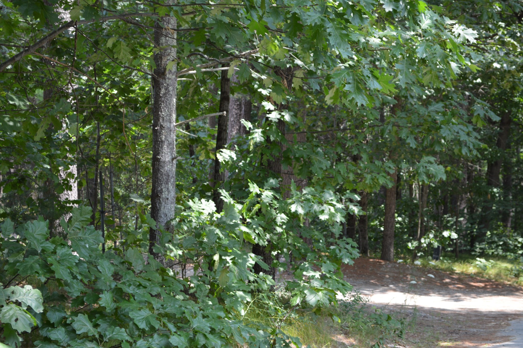 Lot 81 Carleton Road Carlisle, MA 01741 - Photo 1 of 3 Gallery Image 1