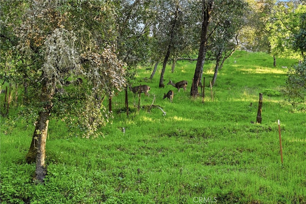 3398 Ogden Road Lucerne, CA 95458 - Photo 35 of 39 a lush green forest with lots of trees