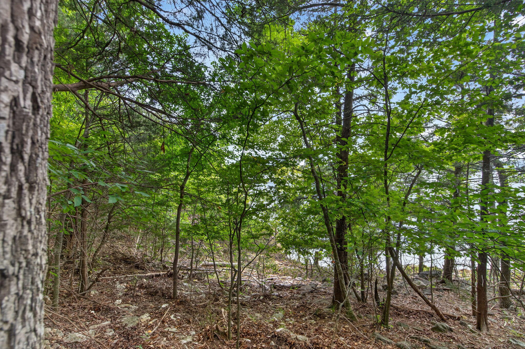 0 Alyeska Point Road Lampe, MO 65681 - Photo 20 of 21 3-web-or-mls-DSC00741