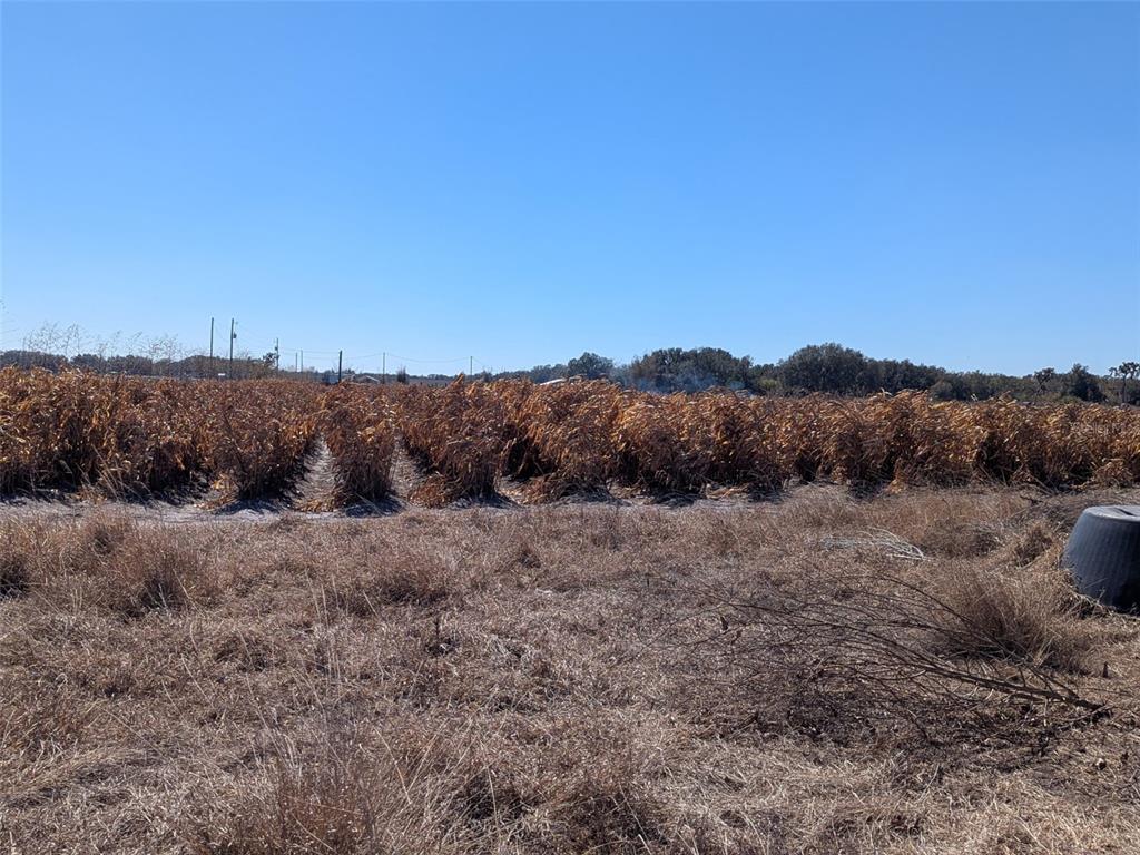 46683 Peeples Lane Wauchula, FL 33873 - Photo 14 of 21 a view of a dry field