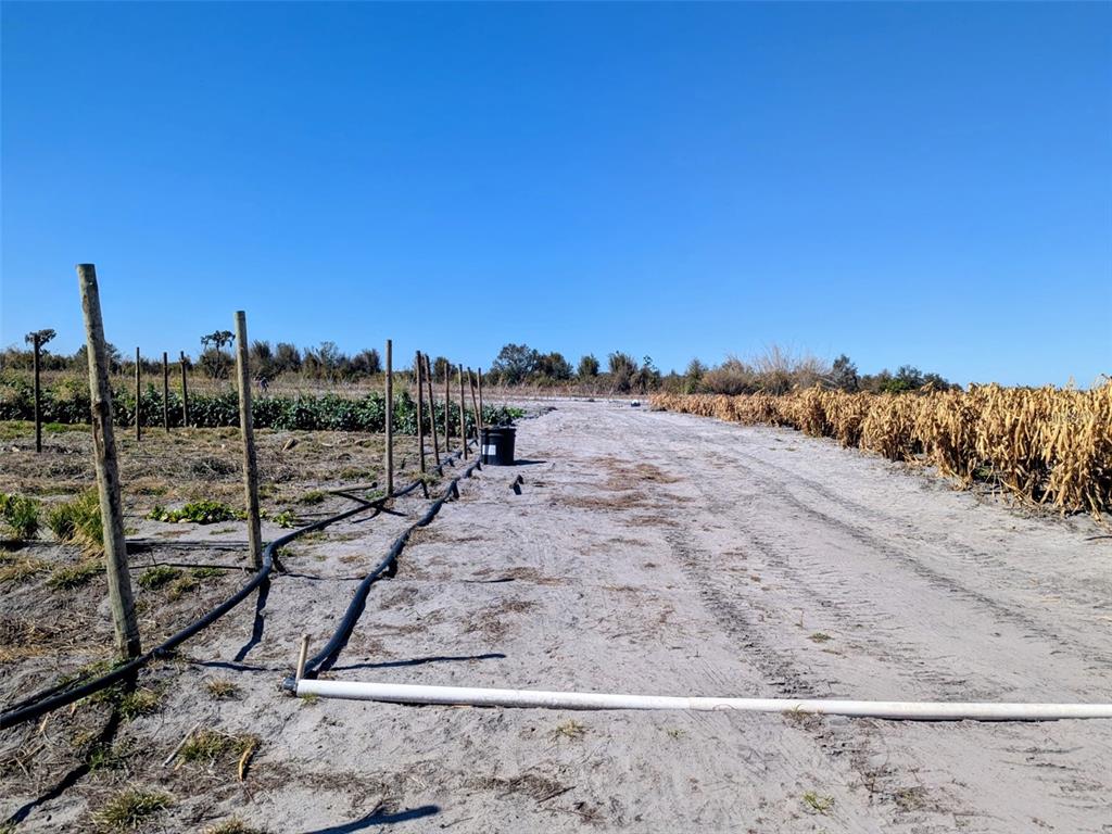 46683 Peeples Lane Wauchula, FL 33873 - Photo 5 of 21 a view of a dry yard with wooden fence