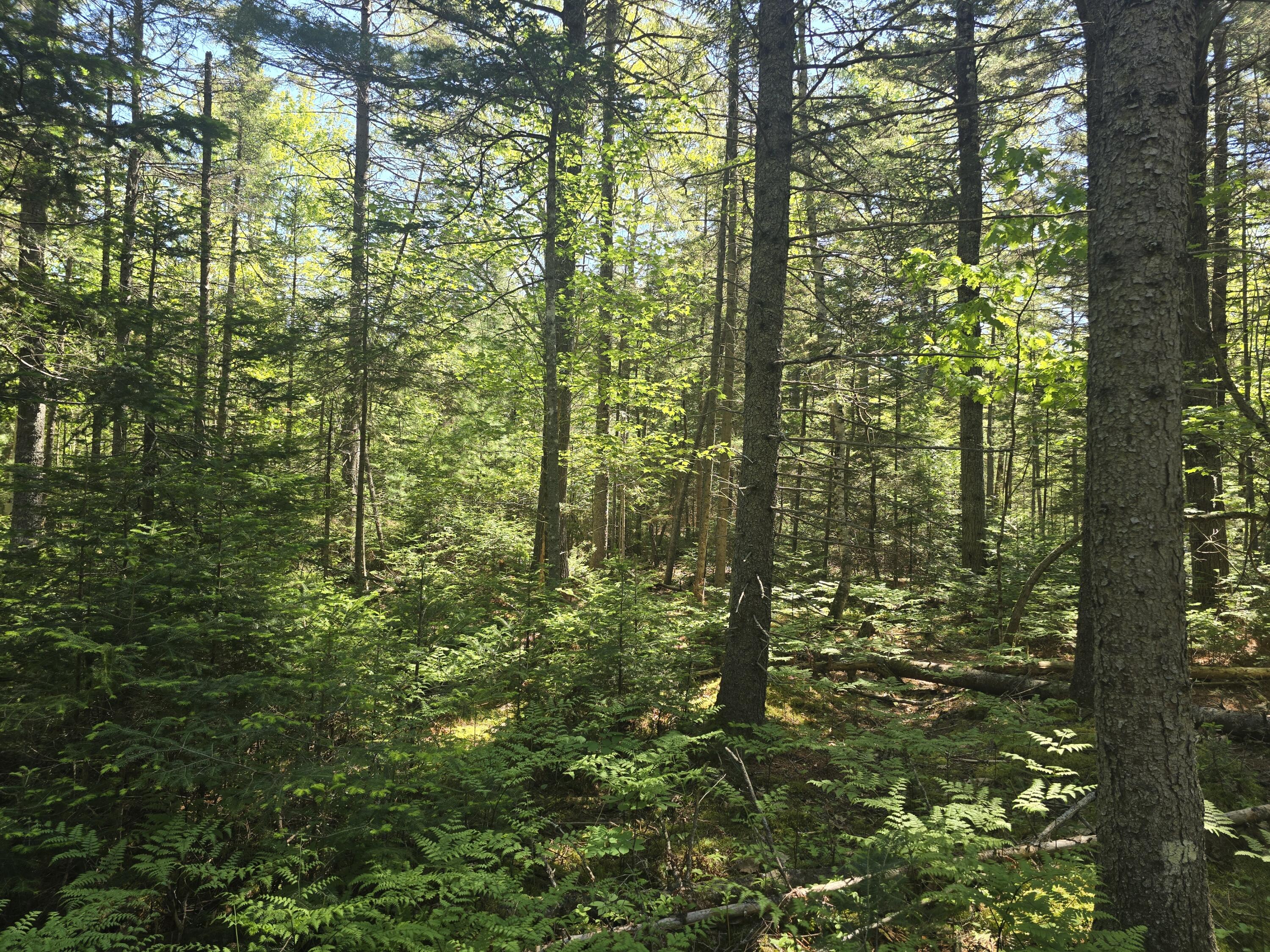 0 Boothbay Road Edgecomb, ME 04556 - Photo 13 of 20 20260603_103245