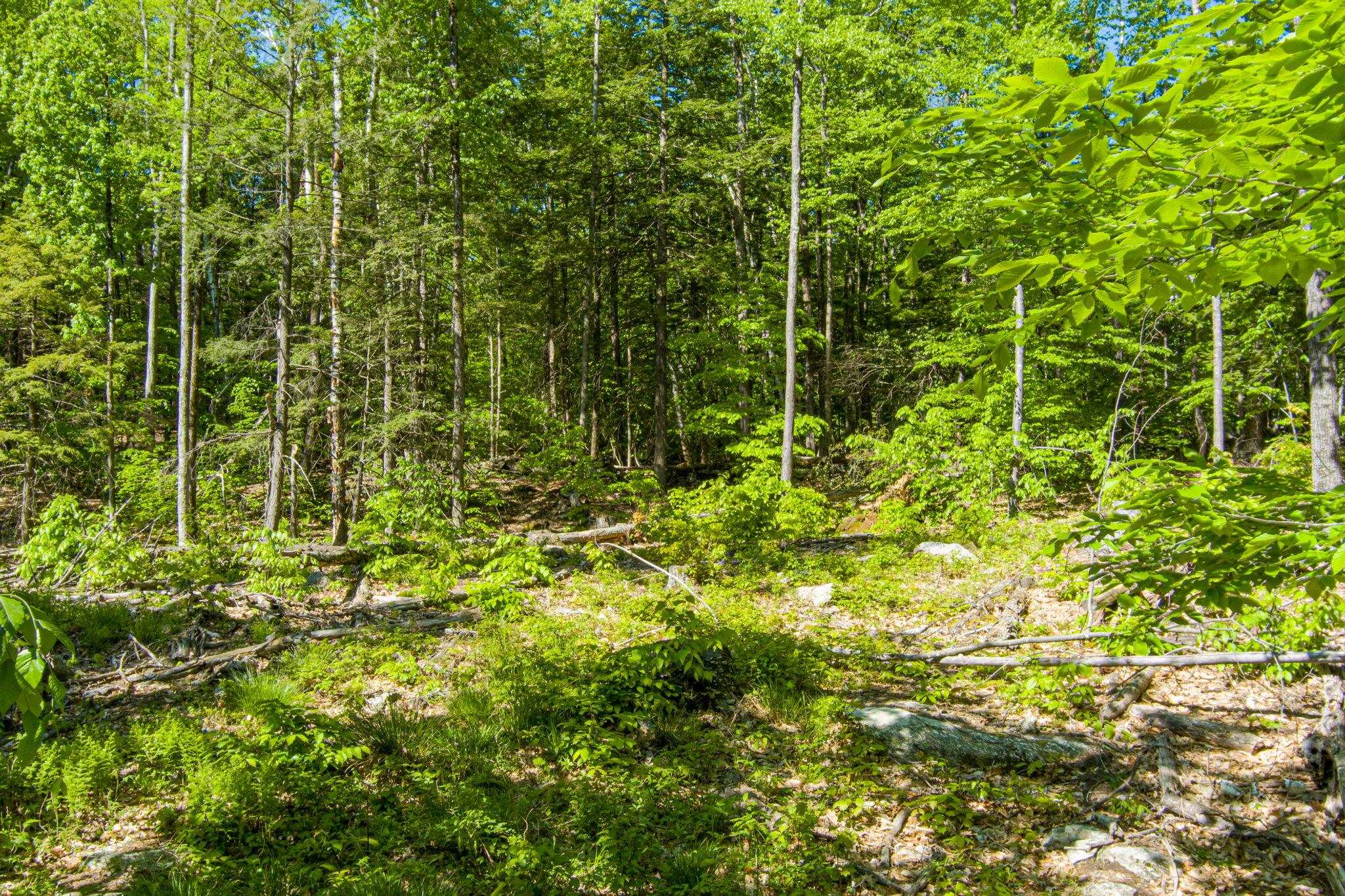 0 Horse Spring Hill Road, Unit 168 Weare, NH 03281 - Photo 4 of 31 Gallery Image 4