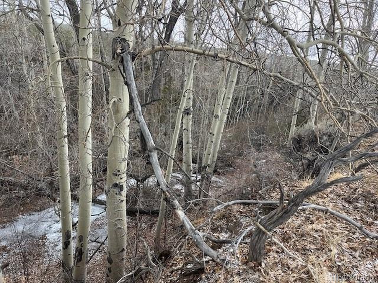 2242 Slegers Road Fort Garland, CO 81133 - Photo 23 of 35 a view of a forest with lots of trees
