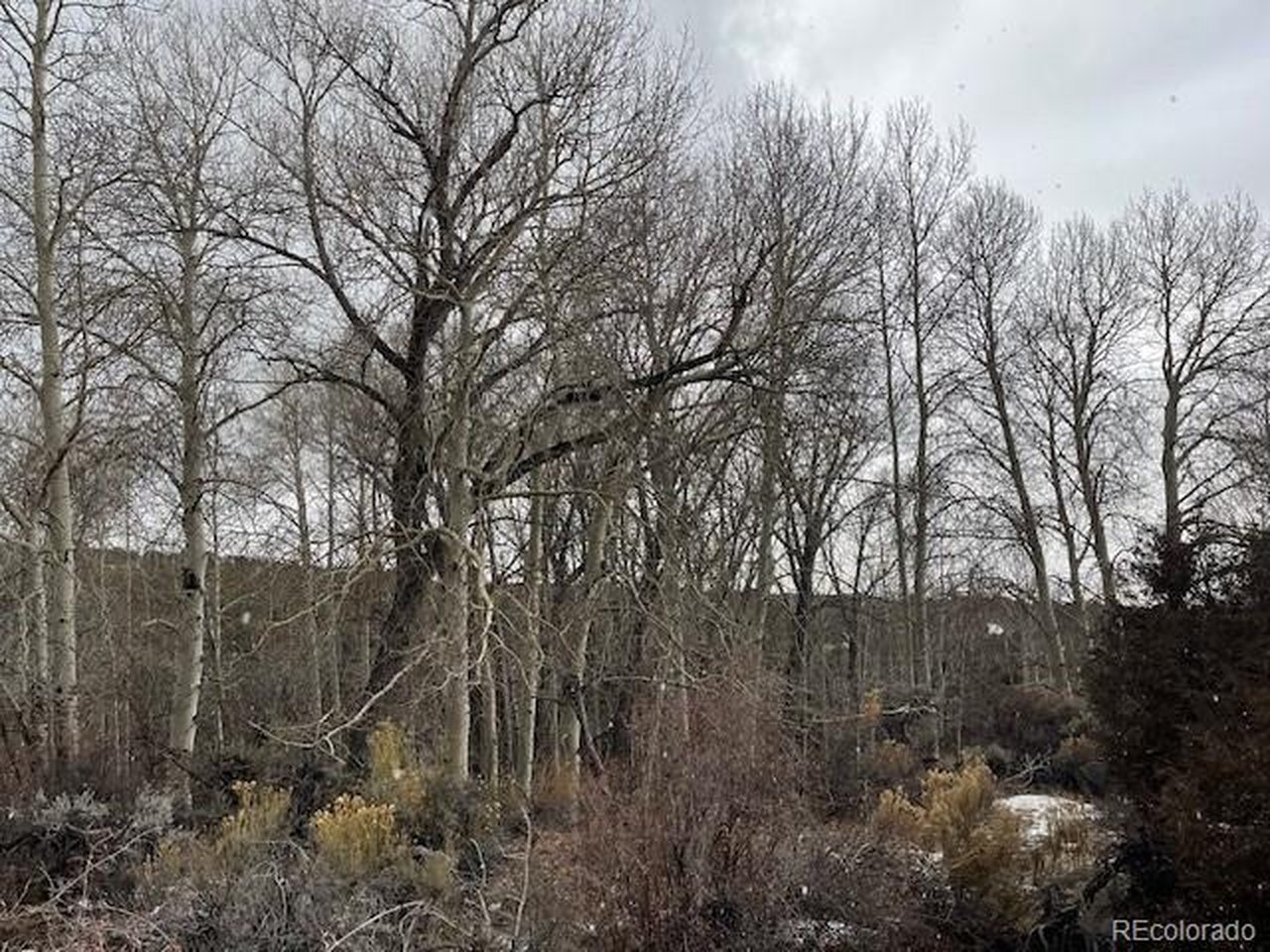 2242 Slegers Road Fort Garland, CO 81133 - Photo 28 of 35 a view of forest