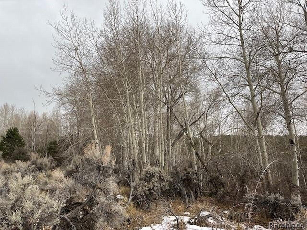 2242 Slegers Road Fort Garland, CO 81133 - Photo 29 of 35 a view of forest
