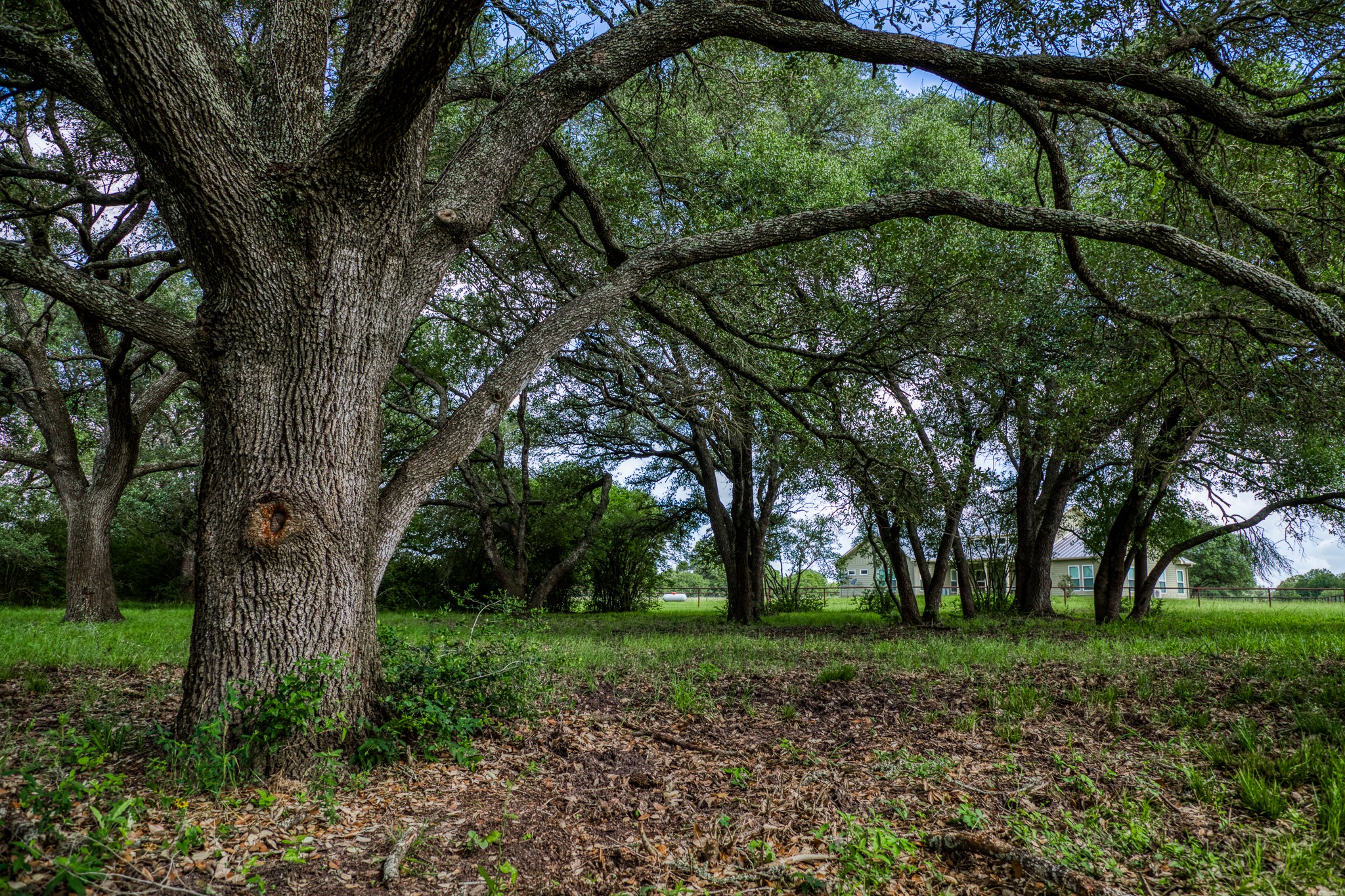1470 South Nassau Road Round Top, TX 78954 - Photo 20 of 30 a view of backyard with green space