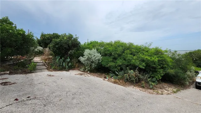 a view of a dry yard with plants and trees