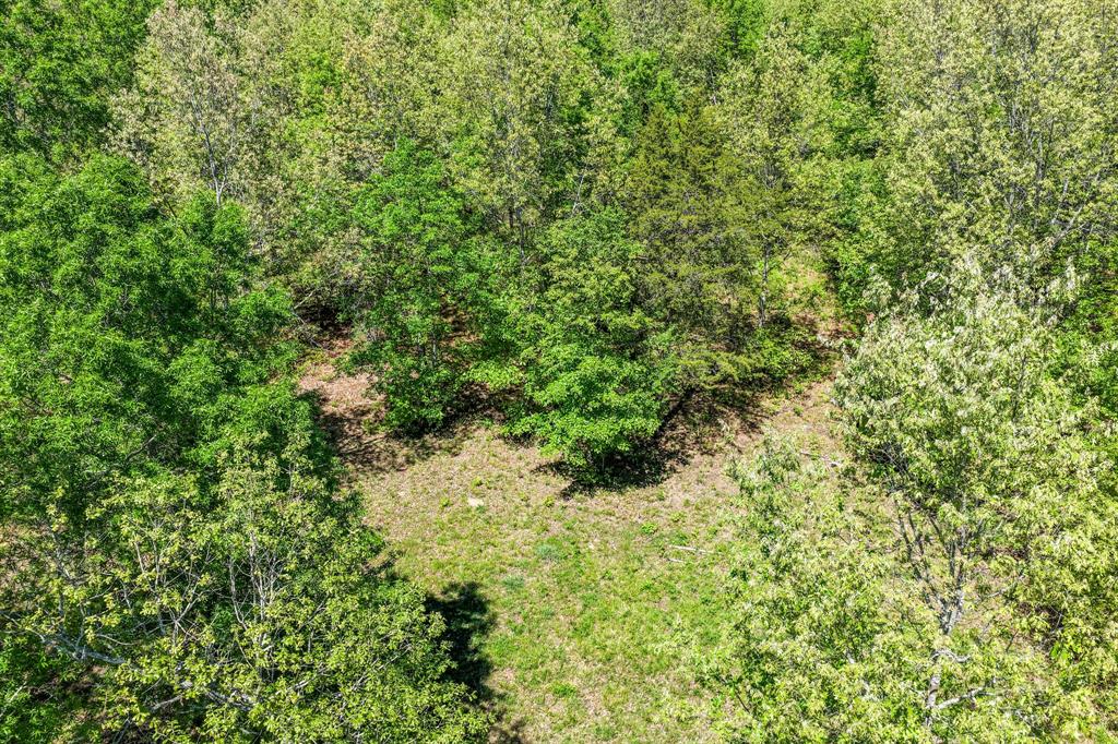 0 Fm 196 Deport, TX 75435 - Photo 11 of 33 a view of a forest with a tree