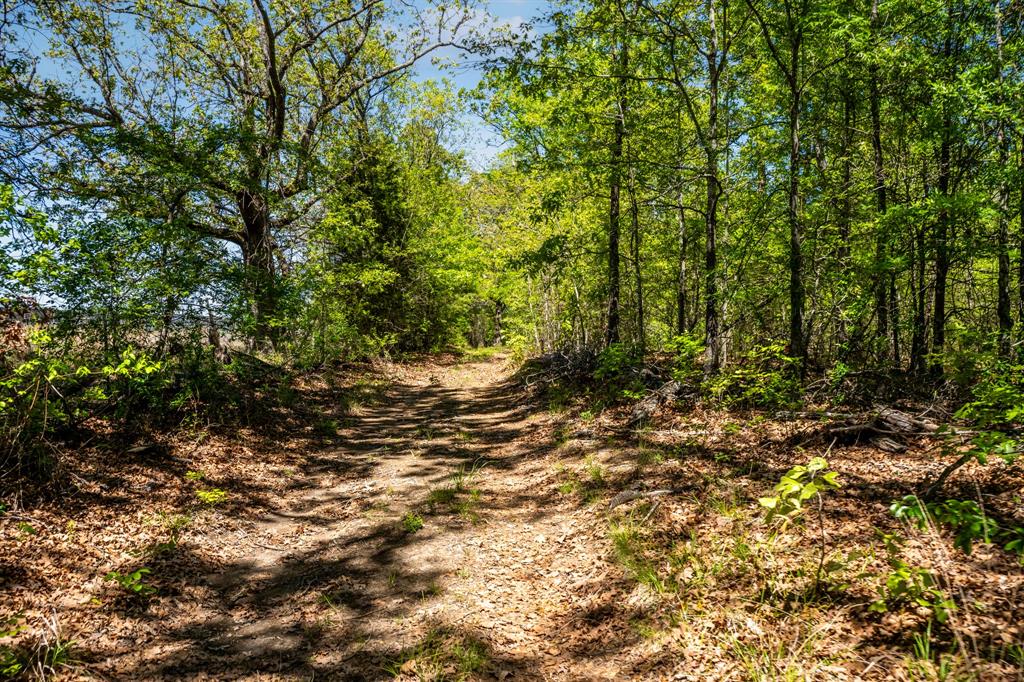 0 Fm 196 Deport, TX 75435 - Photo 14 of 33 a view of a forest with trees in the background