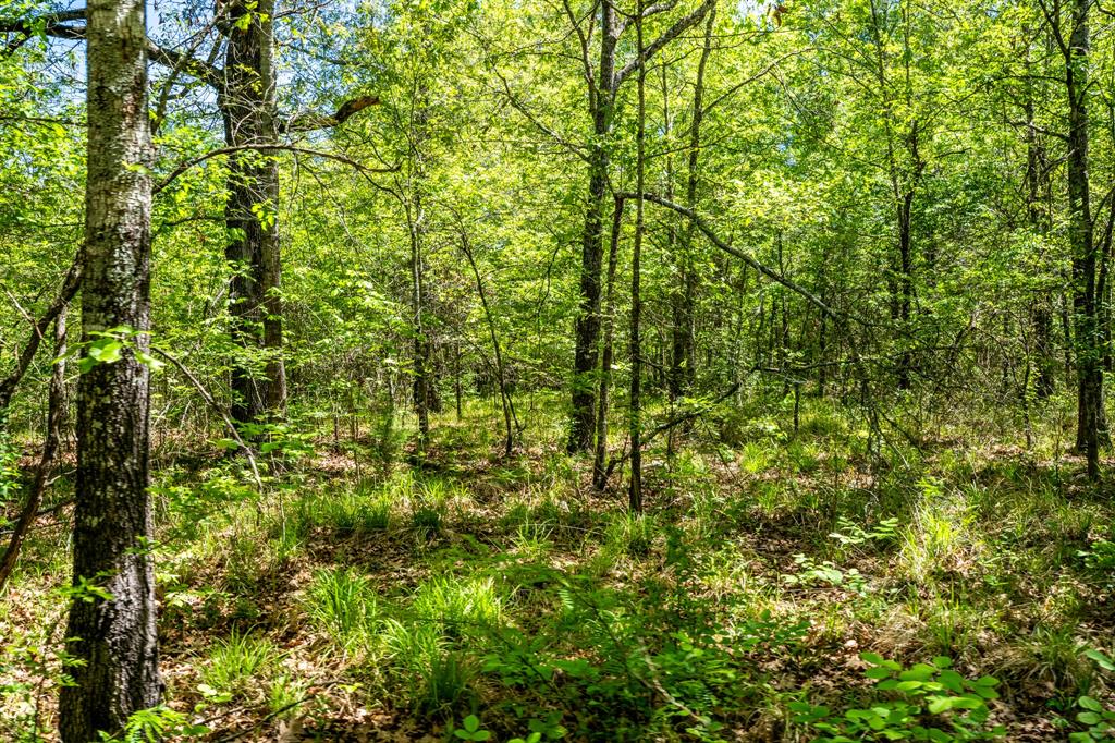 0 Fm 196 Deport, TX 75435 - Photo 18 of 33 a view of a lush green forest