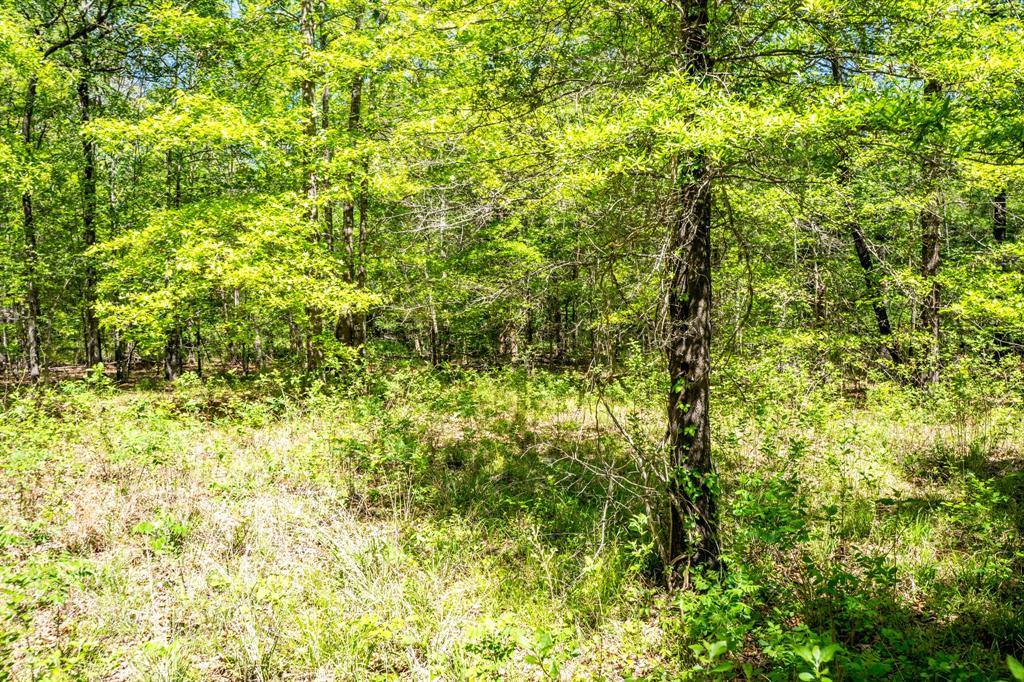 0 Fm 196 Deport, TX 75435 - Photo 25 of 33 a view of a yard with a tree