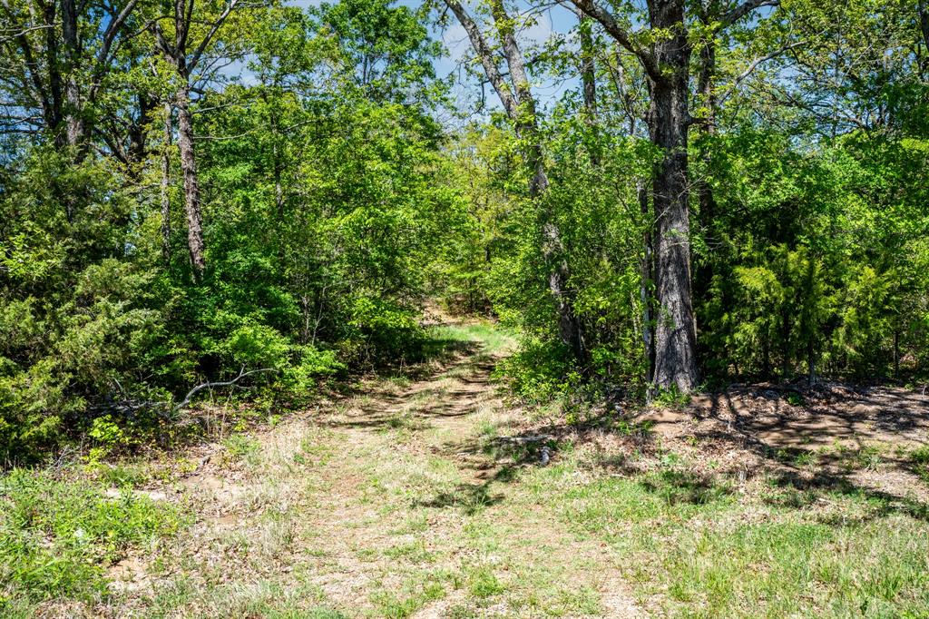 0 Fm 196 Deport, TX 75435 - Photo 28 of 33 a view of a yard with plants and large trees