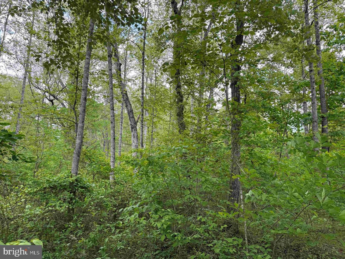 Bell Road Dillwyn, VA 23936 - Photo 14 of 21