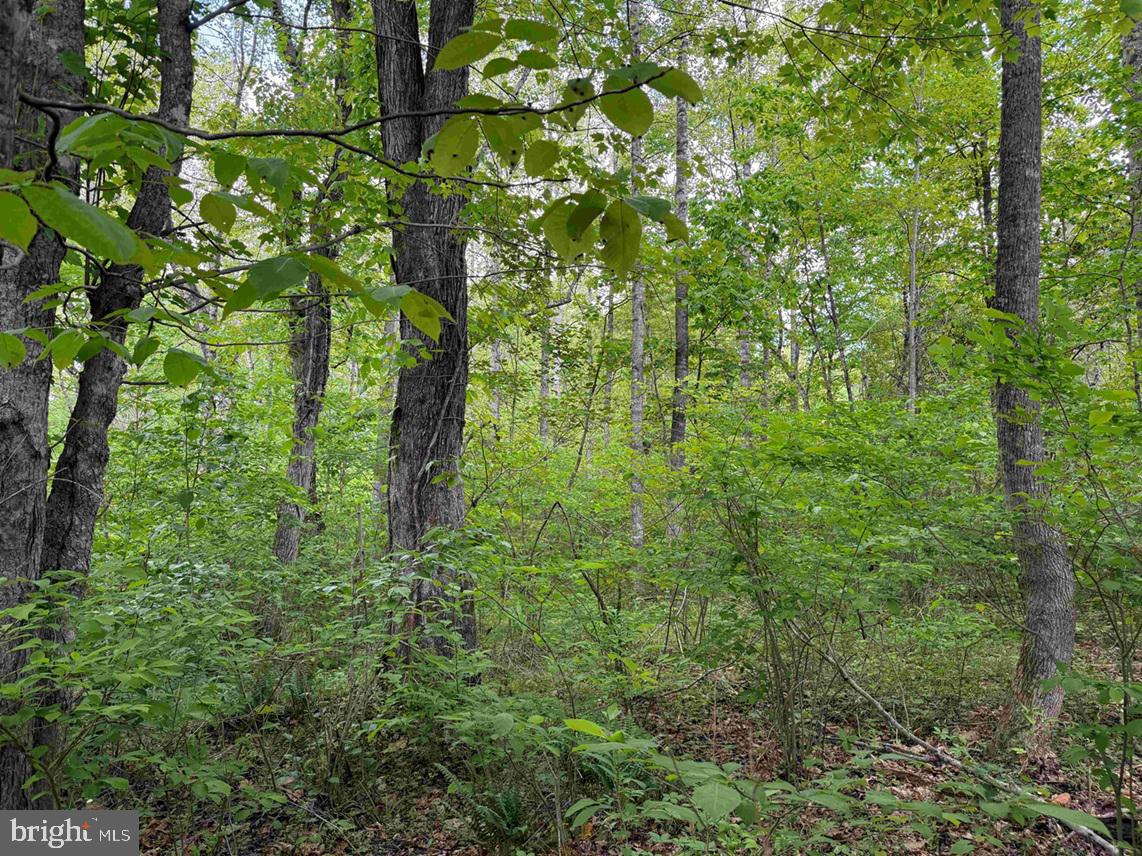 Bell Road Dillwyn, VA 23936 - Photo 16 of 21