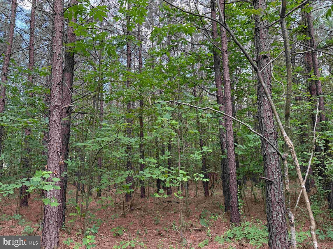 Bell Road Dillwyn, VA 23936 - Photo 10 of 21