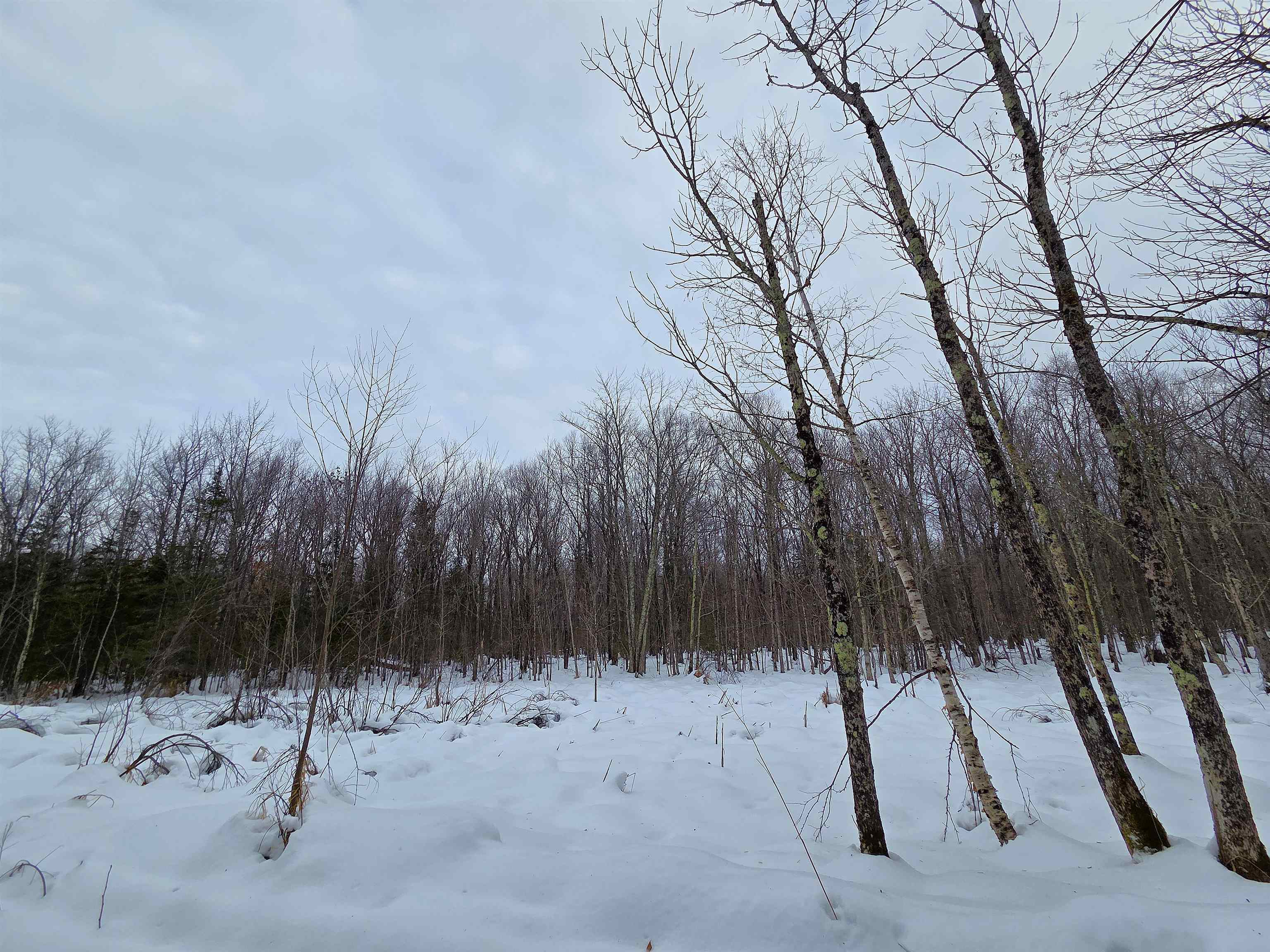 12-xxx North Olson Road Hayward, WI 54843 - Photo 4 of 8 Serenity