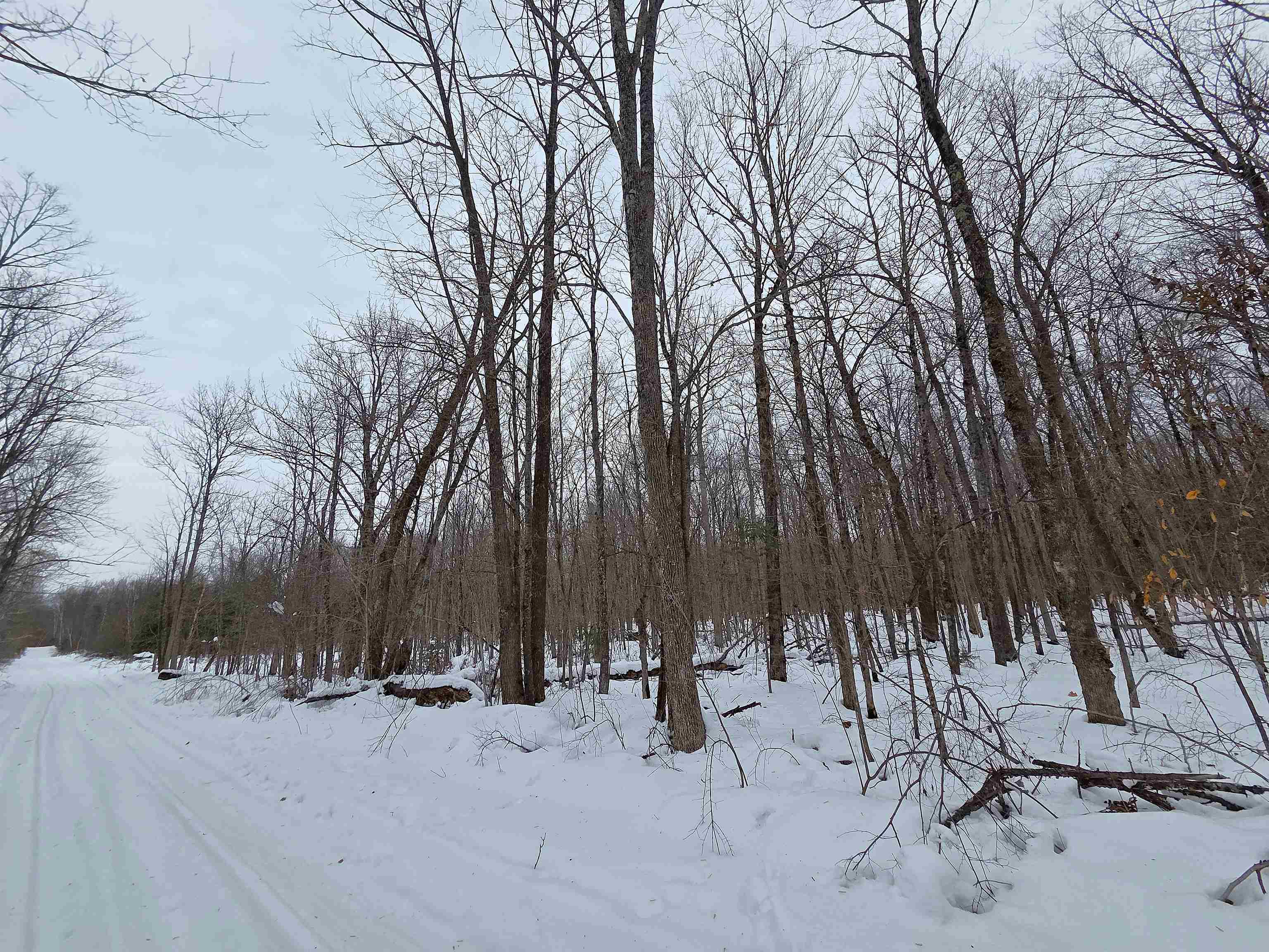 12-xxx North Olson Road Hayward, WI 54843 - Photo 5 of 8 Variety Of Trees