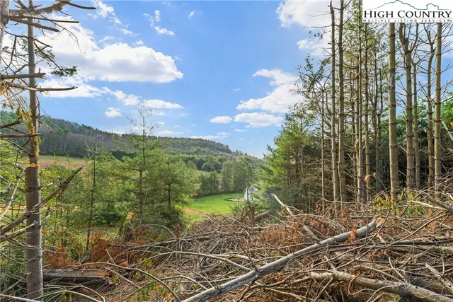 a view of a yard with plants and large trees
