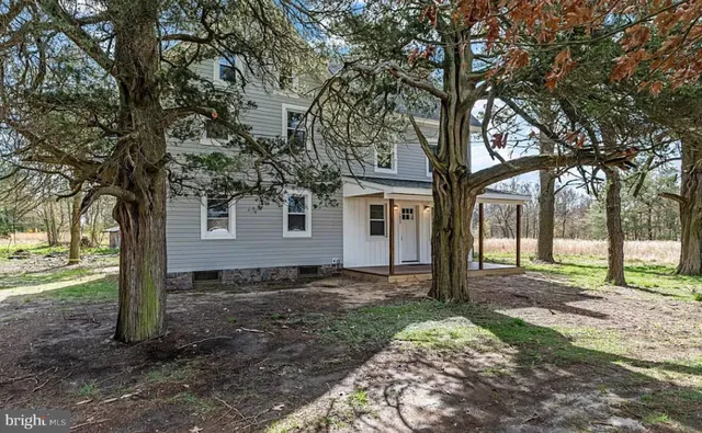 a view of a yard with plants and large trees
