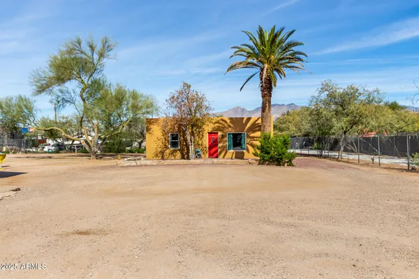 a view of palm trees and a palm tree