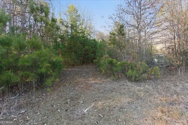 a view of a forest with trees in the background