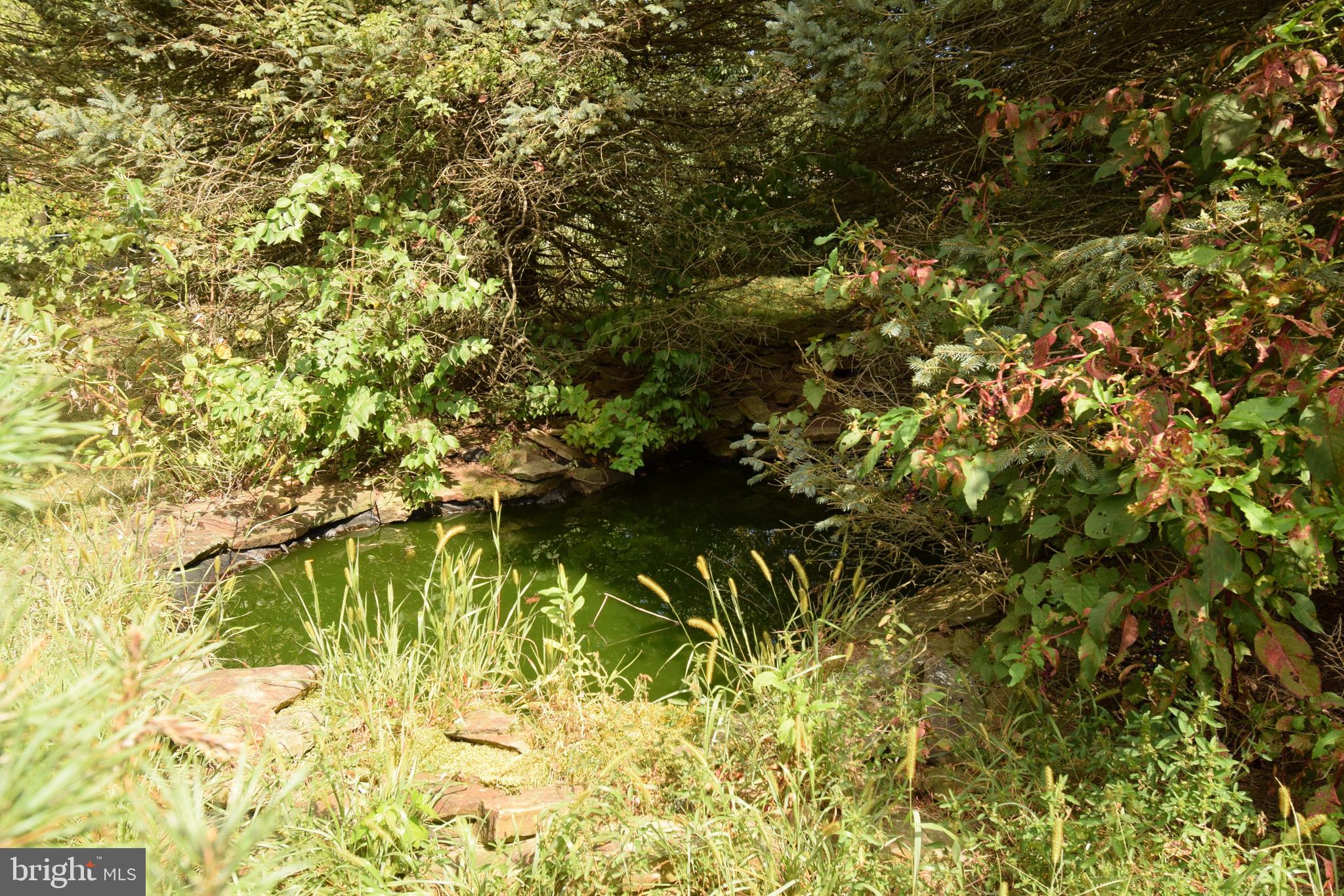 5 Montague Road Newark, DE 19713 - Photo 36 of 37 Koi Pond