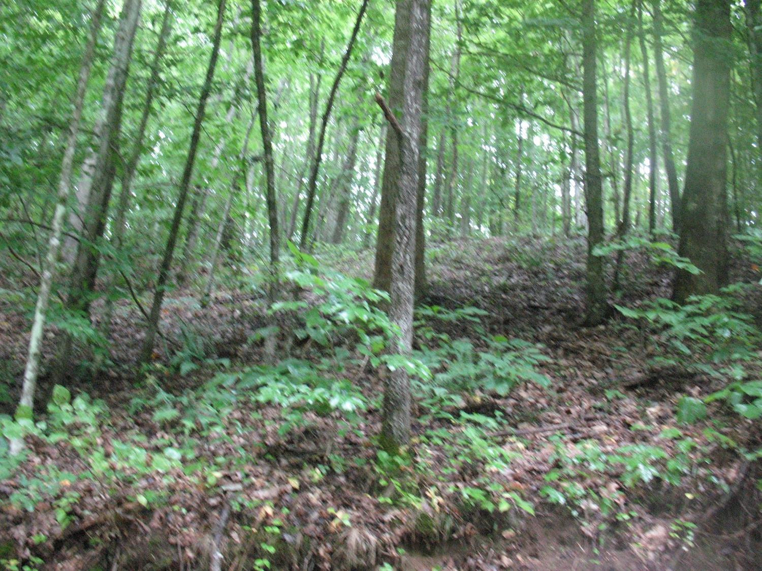 9999 Lost Fork Road Manchester, KY 40962 - Photo 8 of 11 Photo 8
