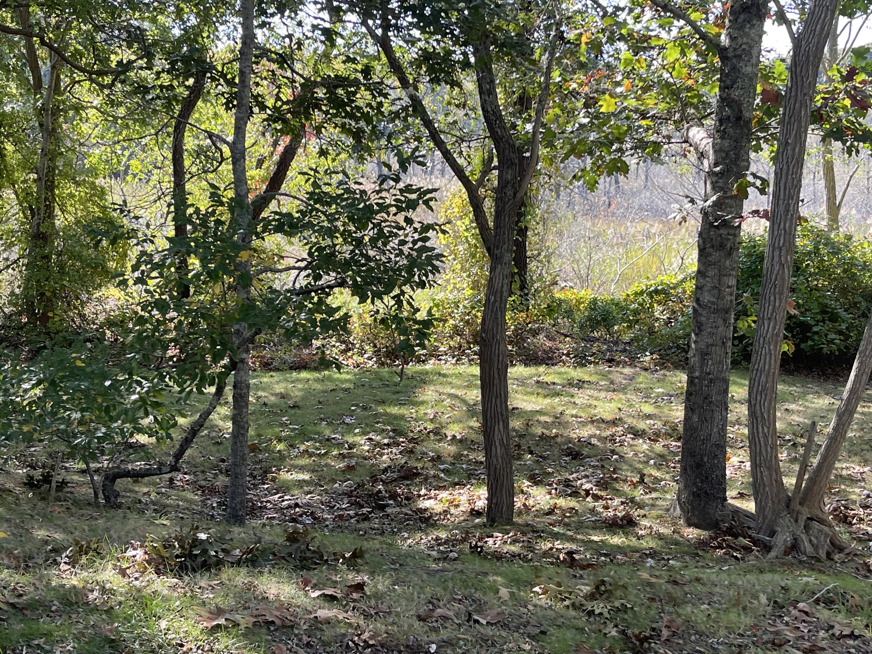 3 Nickerson Road Harwich, MA 02645 - Photo 21 of 23 a large tree in the middle of a lake