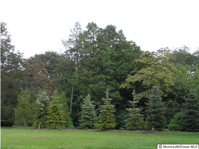 a view of a forest with a tree in the background