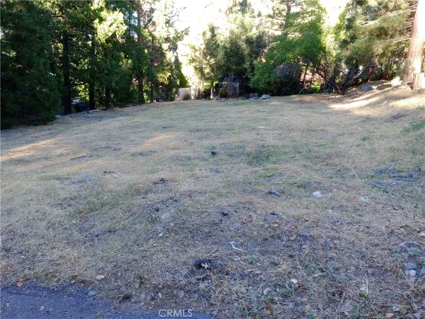 a view of a yard with plants and trees
