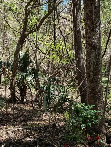 a view of a yard with large trees