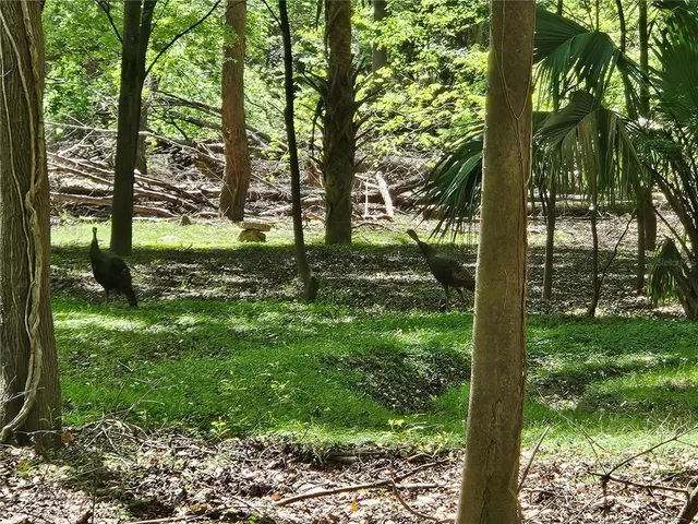 a view of a forest filled with trees