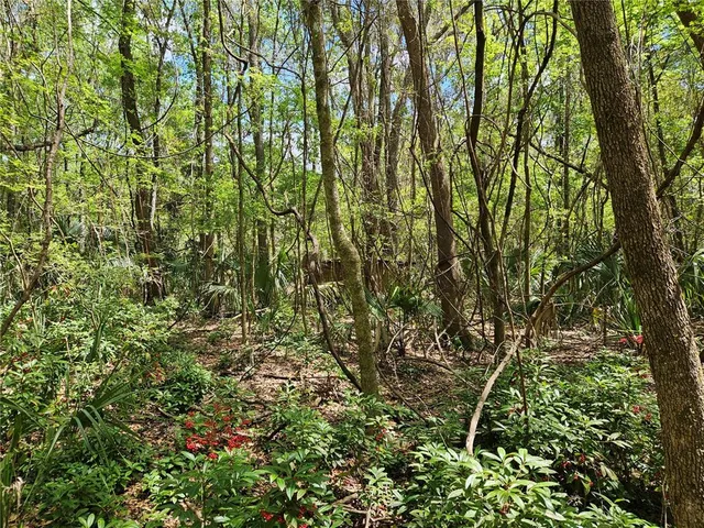 a close up of a plant in a garden