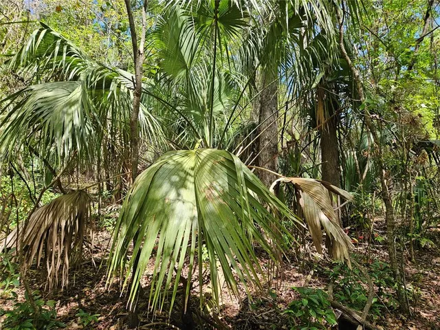 a view of a yard with large trees