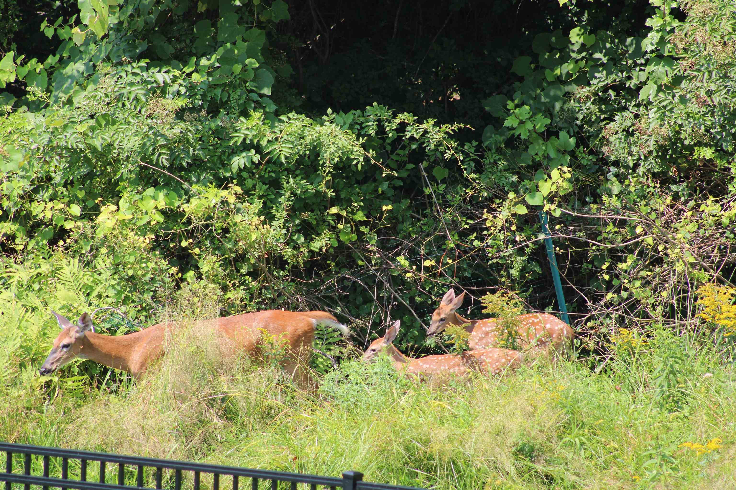 505 Prospect Street Franklin, NH 03235 - Photo 59 of 60