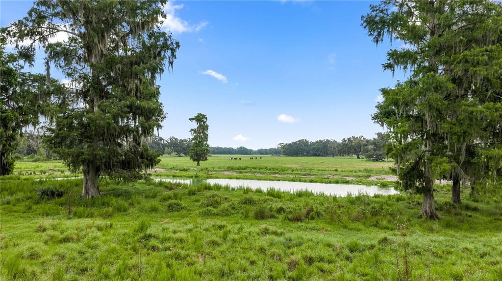774 County Road Webster, FL 33597 - Photo 11 of 18 Gallery Image 11