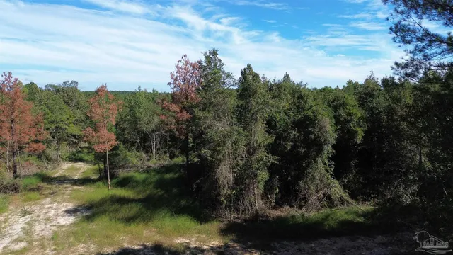 a view of a yard with a tree
