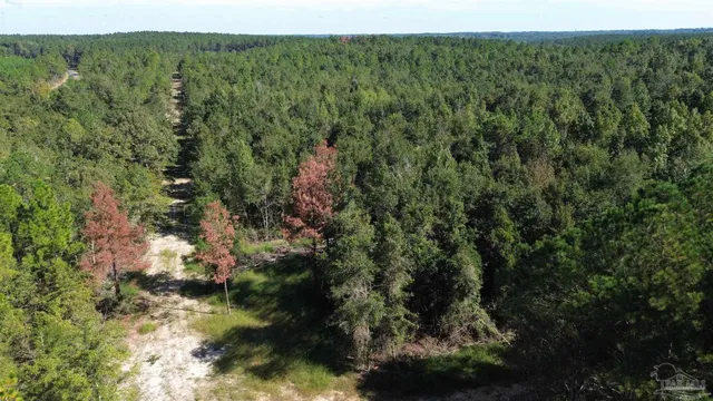 a view of a lush green forest with trees in the background