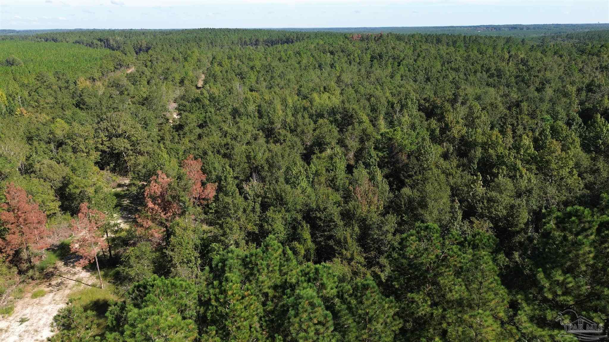 4 Gin Road Pace, FL 32571 - Photo 6 of 11 a view of a lush green forest with trees in the background